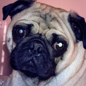 Meet your Posher, William